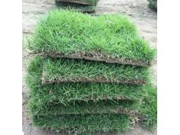 绿化草皮/绿化草皮种植