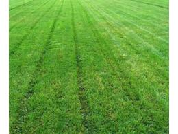 绿化草坪标准足球场厂家供应