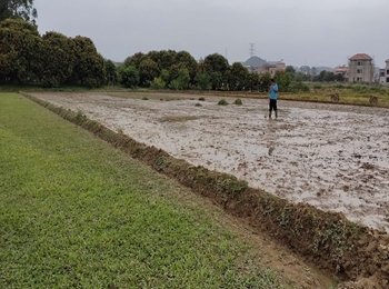 马尼拉草卷销售