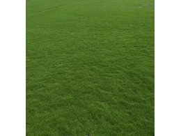 花都台湾草卷订购