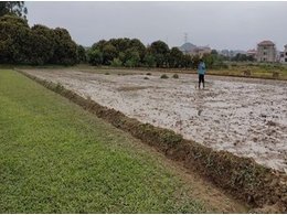 [绿化草卷]马尼拉草卷销售
