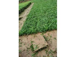 兰引三号卷草厂家