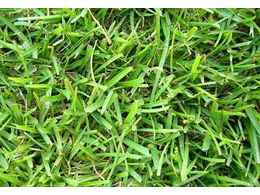 [绿化草卷]惠州茂沁草场