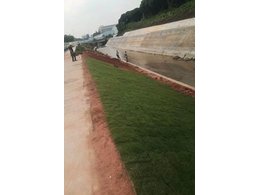 [绿化草卷]金湾区绿化草卷价格