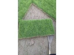 [绿化草卷]来宾便宜的草卷