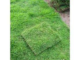 [绿化草卷]兰引三号草卷