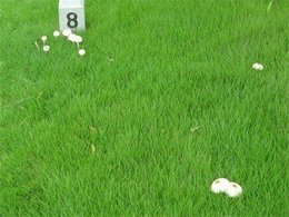 绿化草皮/绿化草坪种子