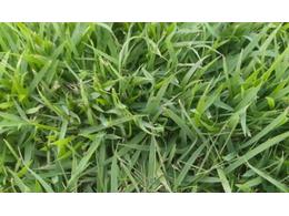 绿化草皮/园林绿化养护措施