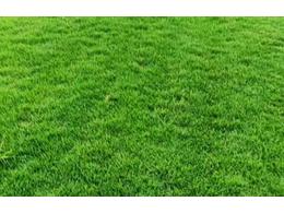 [台湾草]高产台湾草栽培技术