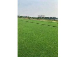 现铲现卖的台湾草块