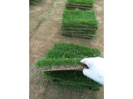 马尼拉草台湾草与马尼拉草什么区别