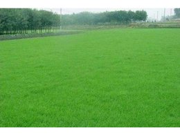 [台湾草]怎么样能提高台湾草的质量