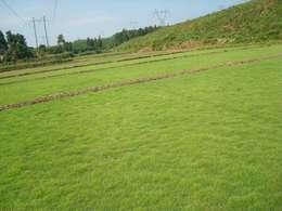 台湾草常见病虫害及防治