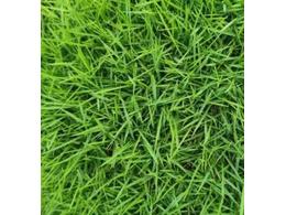 易铺活的马尼拉卷草