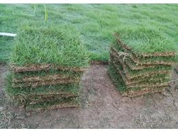 [绿化草卷]廉江按时发货的草卷