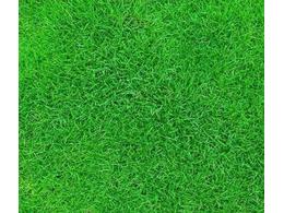 茂沁草坪种植园