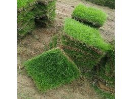 [绿化草卷]台湾草卷厂家