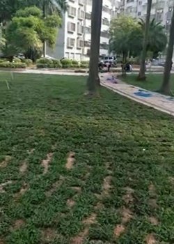 大叶油草护坡边坡绿化 - 效果展示 大叶油草护坡边坡绿化 - 效果展示