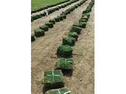 绿化台湾草皮批发