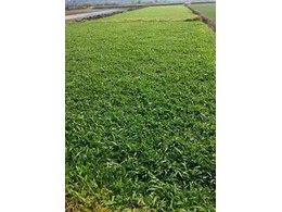 [绿化草卷]绿化草卷供应