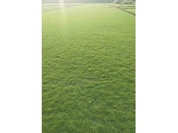 [绿化草卷]绿化草卷厂家