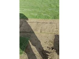 [绿化草卷]绿化台湾草卷批发