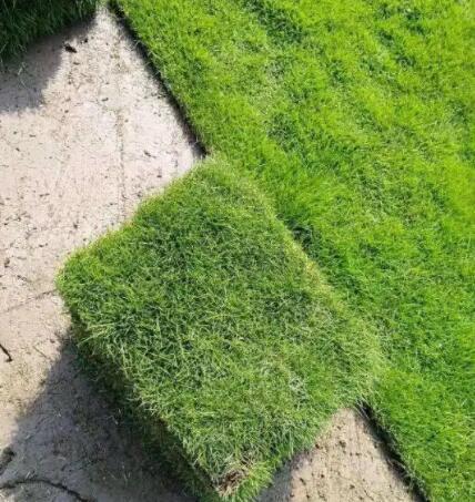 绿化草坪批发