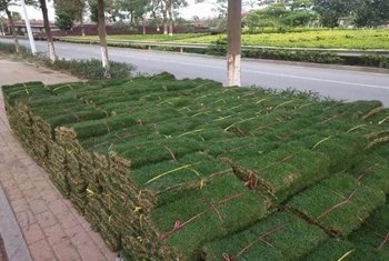 绿化草卷供应