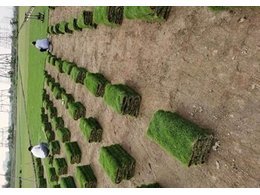 [绿化草卷]罗阳镇草卷批发.