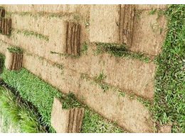 [绿化草卷]茂沁绿化草卷供应