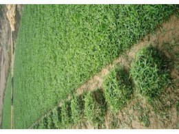 [绿化草卷]麻陂草皮卷价格