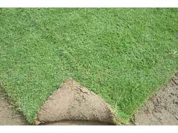 [绿化草卷]马尼拉草卷价格实在