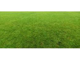 舟山市绿化草坪