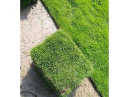 绿化草皮/绿化草坪批发