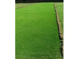 [兰引三号草]兰引三号草供应