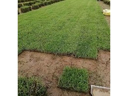 [兰引三号草]广东自产自销兰引三号草坪