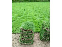 [兰引三号草]广东萝岗兰引三号草供应