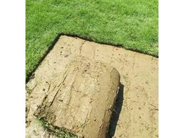 [兰引三号草]石棋镇正宗的兰引三号草