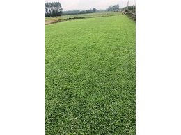 [兰引三号草]专业的兰引三号