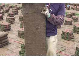 [兰引三号草]揭阳兰引三号哪家好