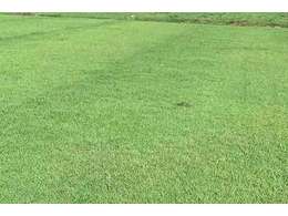 [兰引三号草]兰引三号草多少钱一方