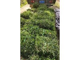 [兰引三号草]荔浦兰引三号草价格