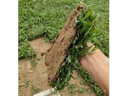 [兰引三号草]闽清台湾草批发