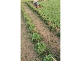 [兰引三号草]南澳根系粗兰引三号草