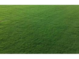 [兰引三号草]宁夏兰引三号草坪