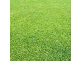 [兰引三号草]浅谈兰引三号草的种植和栽培