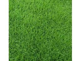 [台湾草]台湾草块供应商