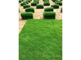 [台湾草]仁化台湾草订购