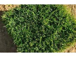 [台湾草]绿化台湾草皮草卷