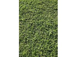 [绿化草卷]马尼拉卷草订购